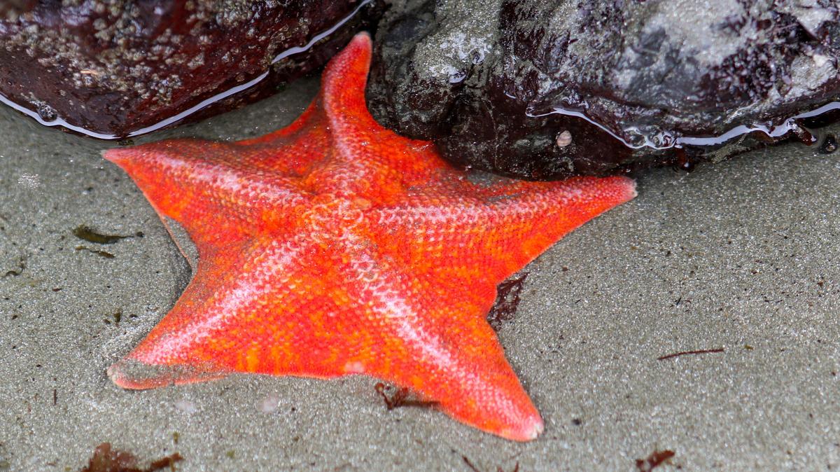 A bat star on the rocks at low tide, only three were observed in a recent informal survey of Cayucos tide pool. Once commonly found in tide pools sea stars have been impacted by wasting syndrome from Alaska to Southern California reducing their numbers. 7-8-2019 David Middlecamp