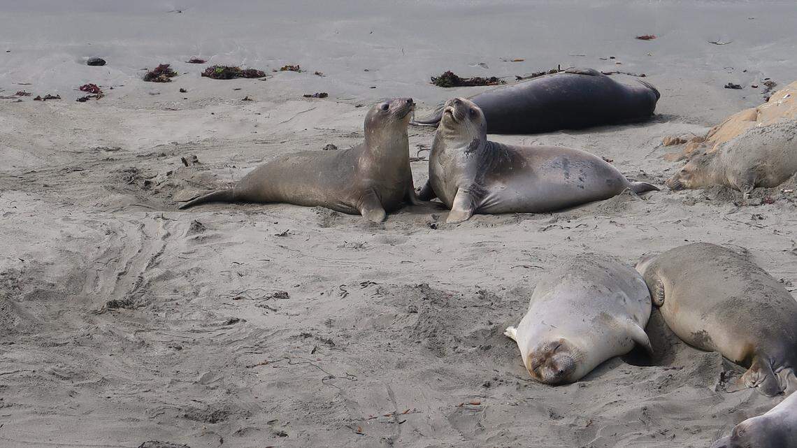 Elephant seal youngsters have the beach at Piedras Blancas to themselves right now