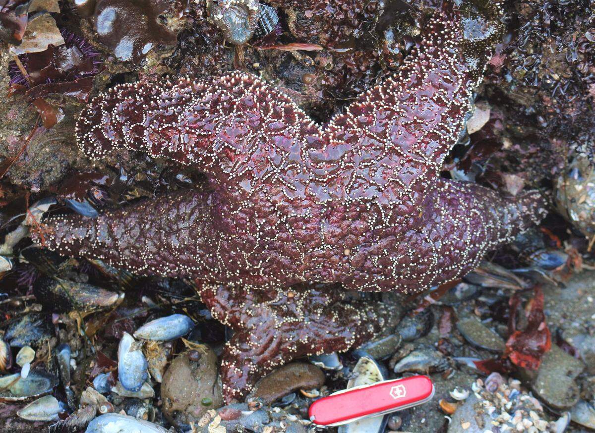 An ochre sea star with a Swiss army pocket knife for scale. This ochre found at Estero Bluffs State Park north of Cayucos on Dec. 22, 2022, is one of few remaining in the tidepools after sea star wasting syndrome devastated the population eight years ago.