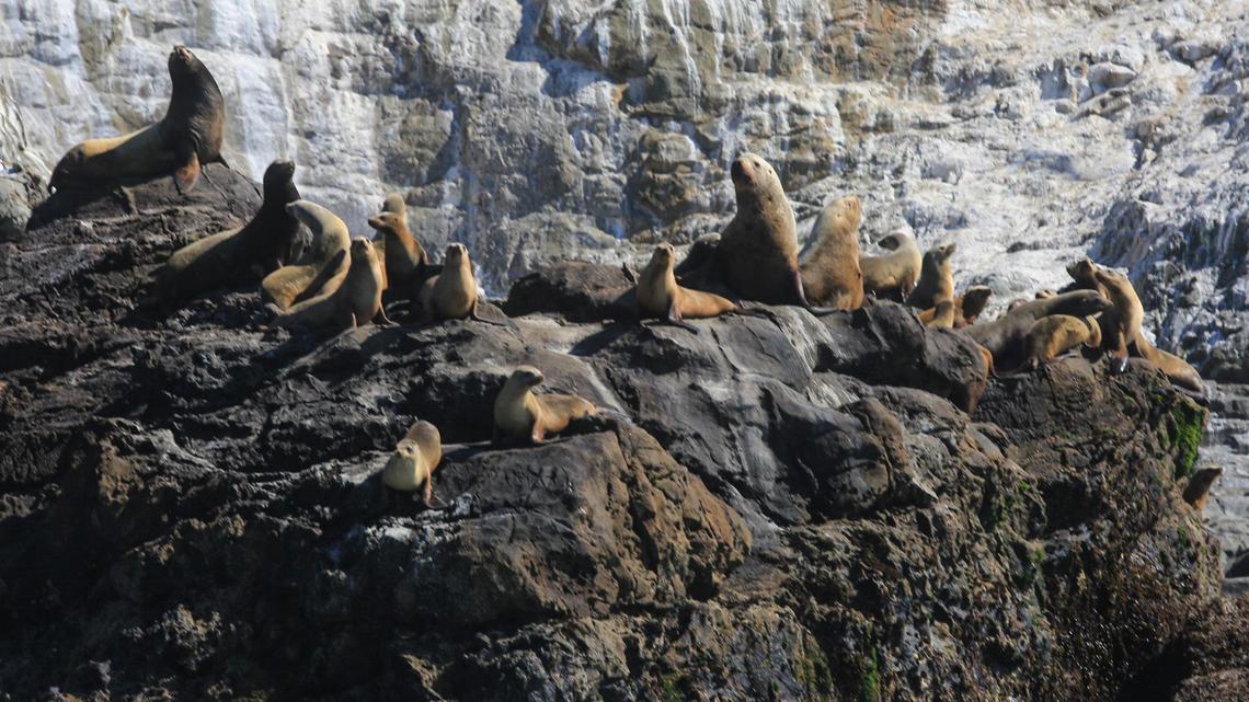 Sea lions bark as they lounge on Lion Rock in Diablo Cove, off of Diablo Canyon nuclear power plant, on Feb. 25, 2022.