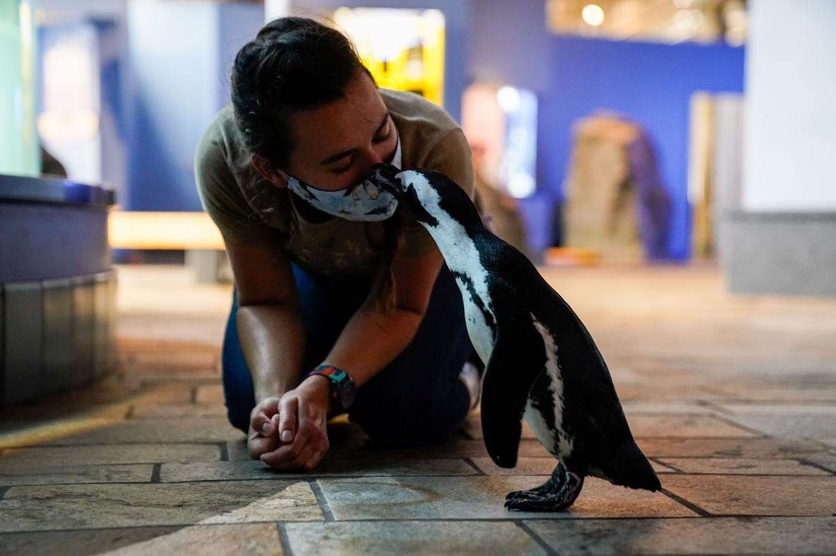 Rey the penguin affectionally kisses aviculturist Madeline McCuen while taking a stroll outside of her enclosure at the Monterey Bay Aquarium.