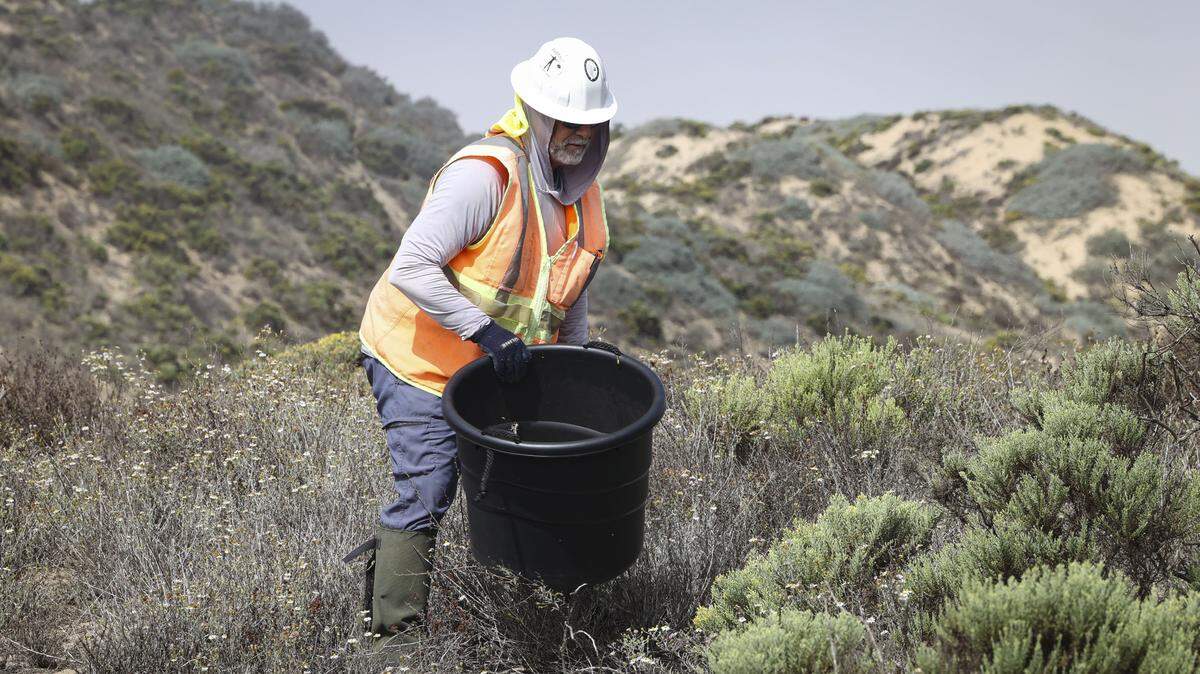 Bruce Berlin gathers native plant seeds to use in restoration at the Guadalupe-Nipomo Dunes on Oct. 1, 2025. Chevron agreed to donate the property to the U.S. Fish and Wildlife Service once the remediation project of the former Unocal oil field is complete.