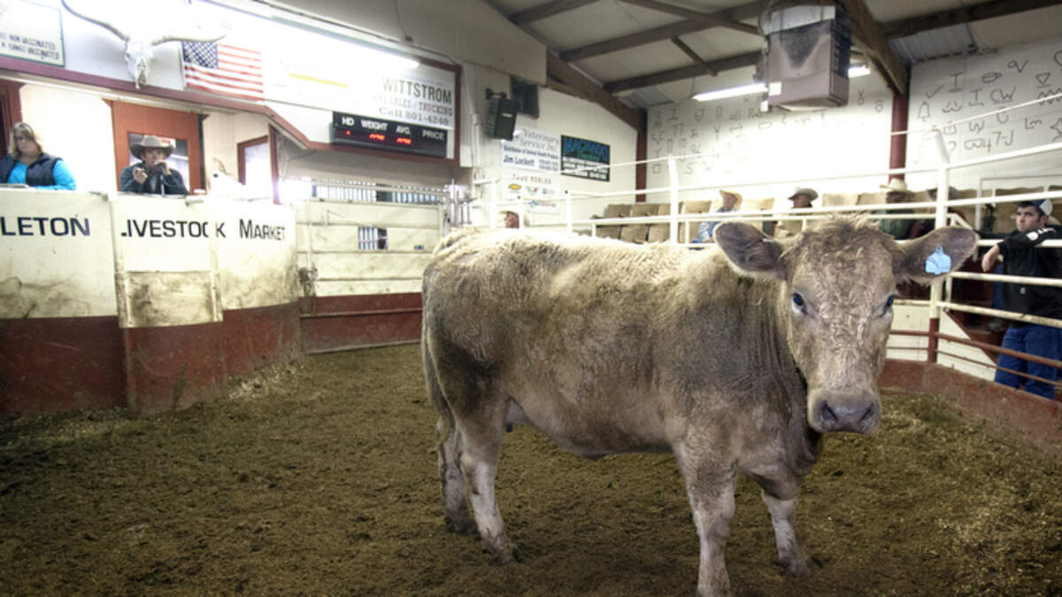 Cattle Selling