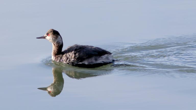 SLO County park named best for birdwatching in 2026. Here’s which one