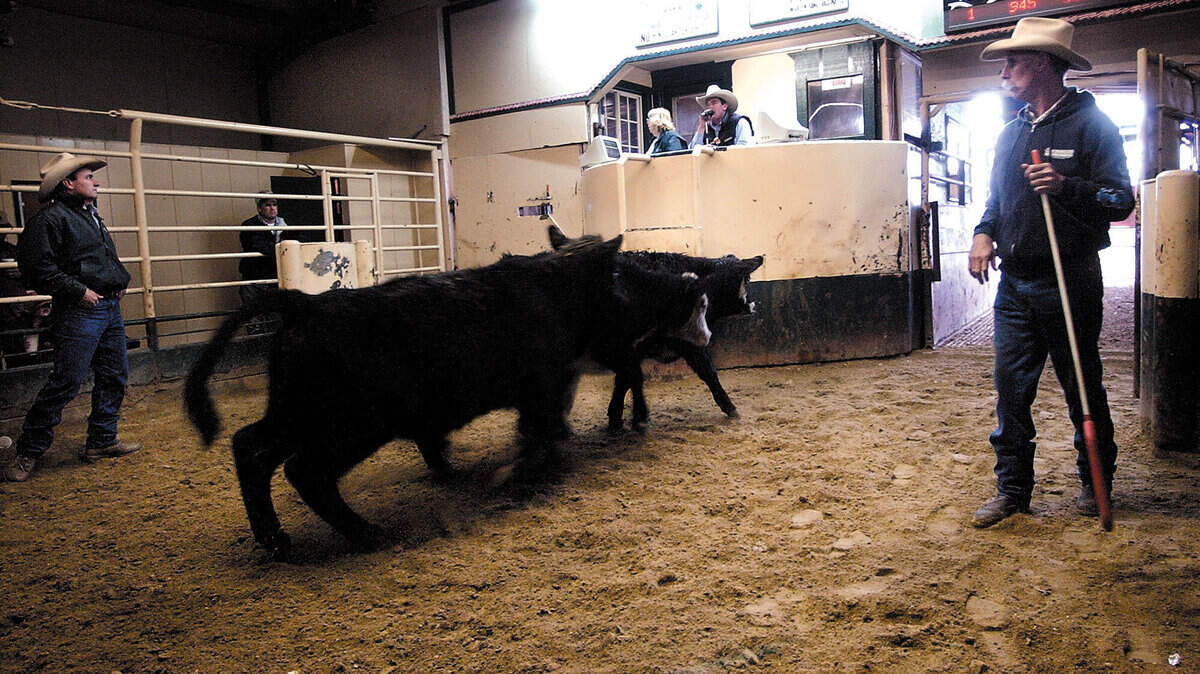 Auctioneer Randy Baxley, center, with partner Mike Massey, left, and Tim Bengarten run cattle through the Templeton Livestock Market in January 2004. The 70-year-old facility will close Oct. 4 to make way for a housing development.
