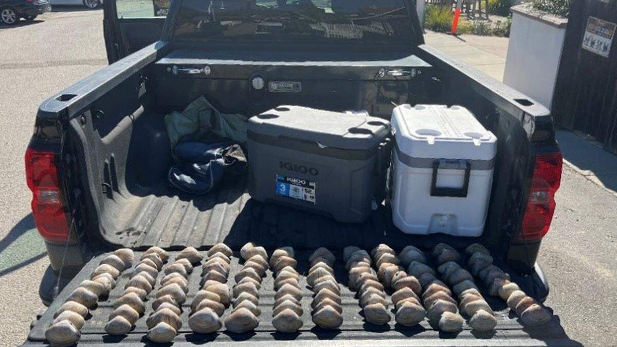 Four people illegally collected 178 undersized Pismo clams at Pismo Beach on Oct. 15, 2025.
