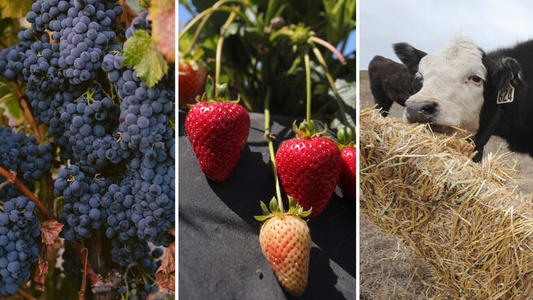 SLO County agriculture sets a new record. What was the top crop?