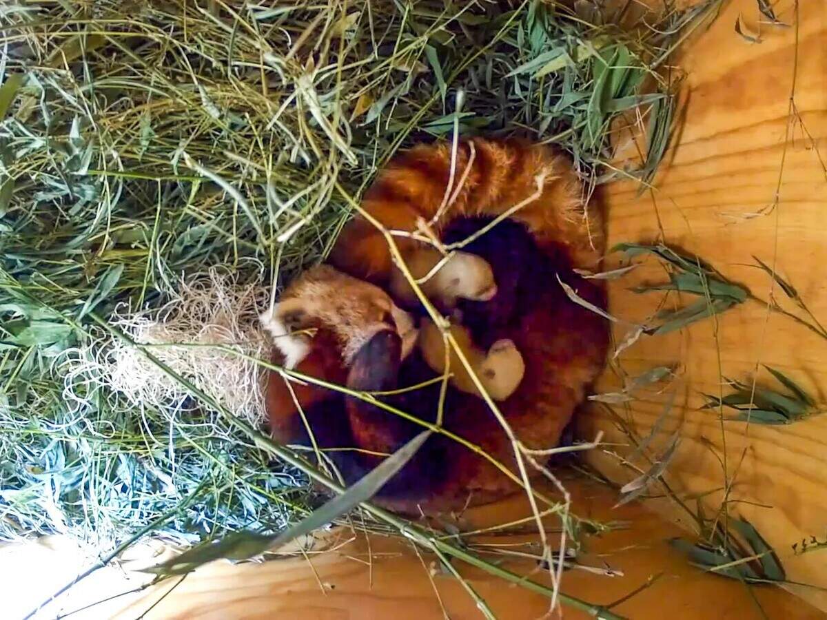 Ruby and her cubs at the Santa Barbara Zoo. The three will remain away from public view for the next three months after their birth in July 2026.
