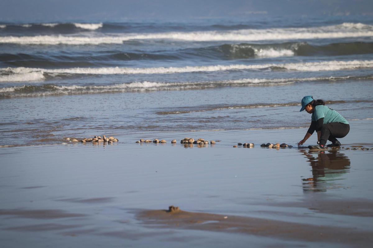 Cal Poly student Maddy Yang reburies Pismo clams after they were measured on May 29, 2025.