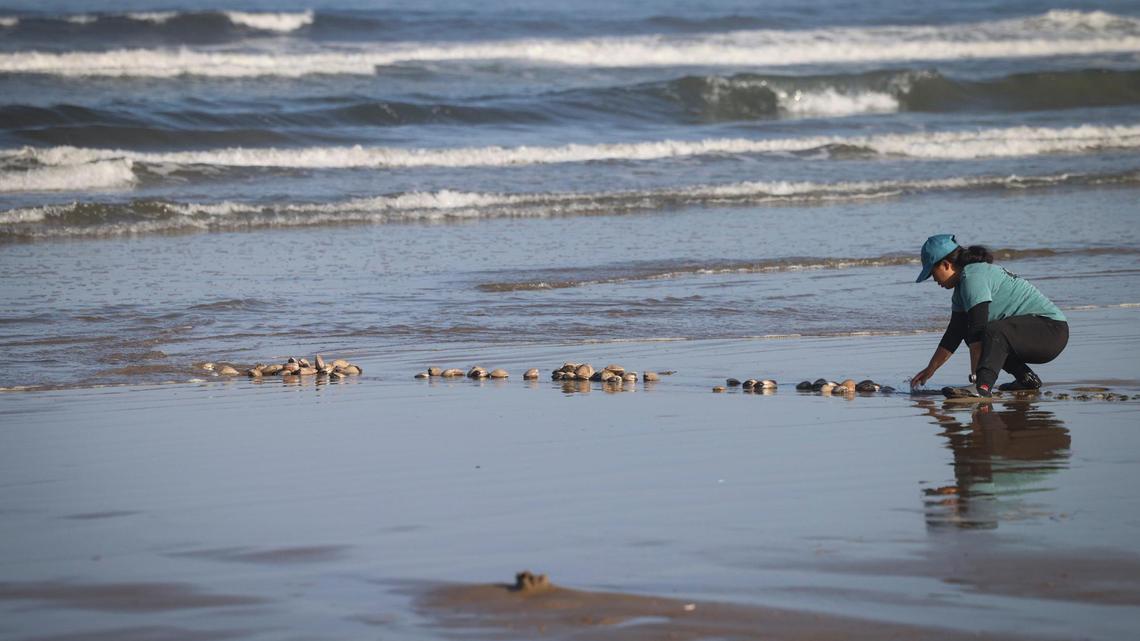 Pismo Beach wants to protect its clams. Would a harvesting season help?