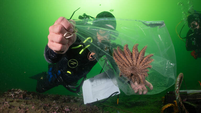 Central Coast sea stars were wiped out. This group is trying to bring them back
