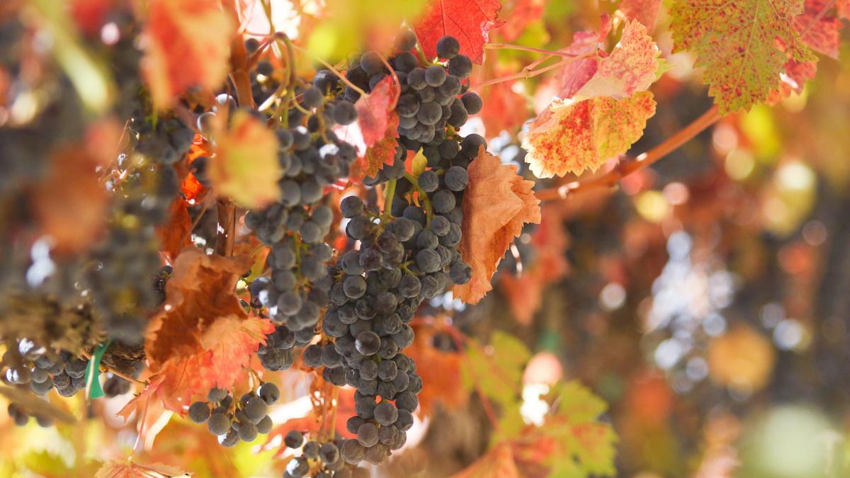 Merlot grapes in the fall, near Templeton off of South El Pomar Rd.