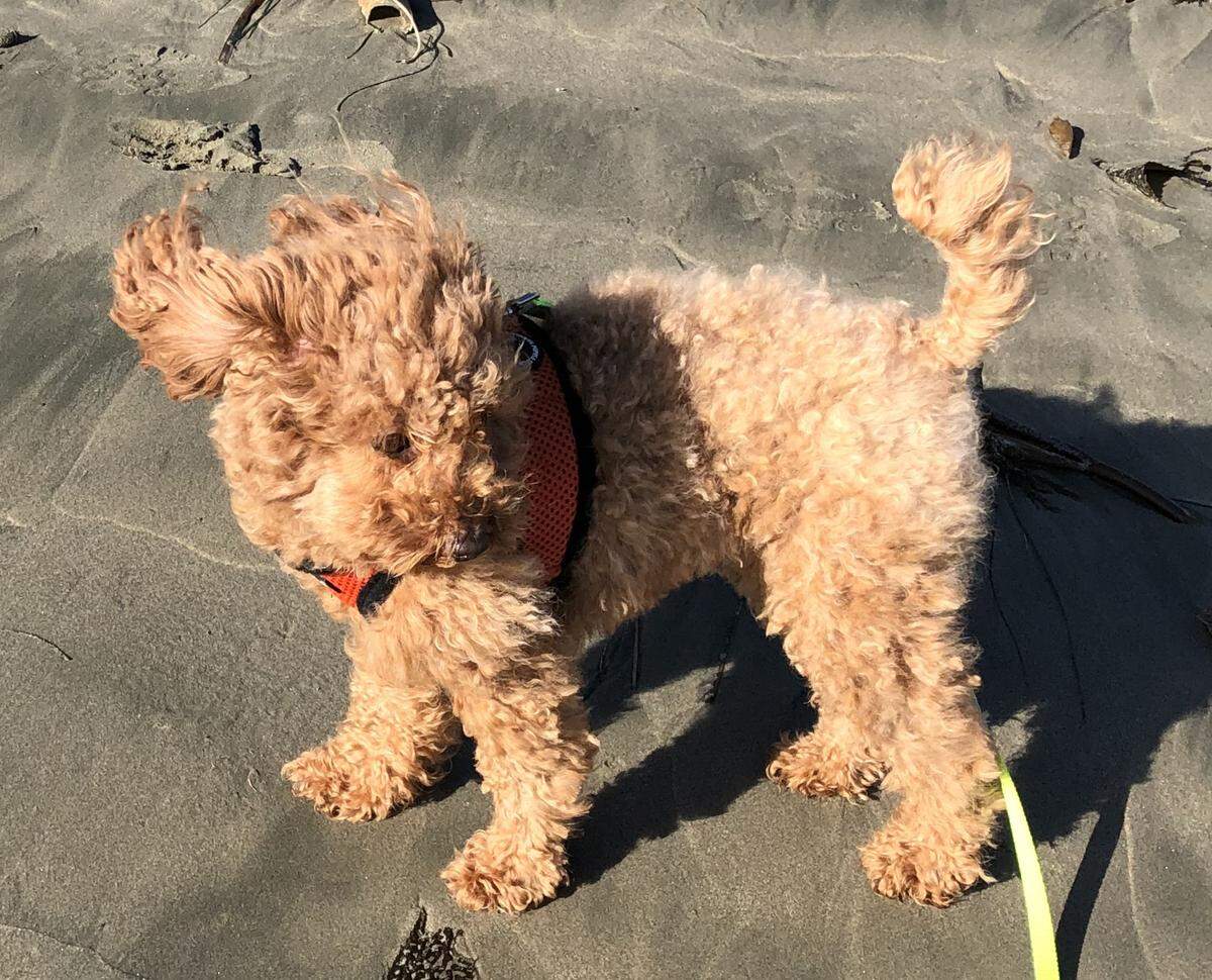 Missy, the winner of The Tribune’s cutest dog contest, likes to take walks on the beach.