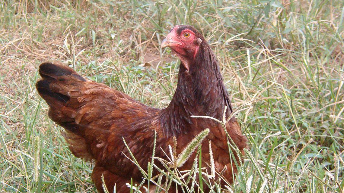 Running out of eggs during coronavirus? Here’s how to raise chickens at home