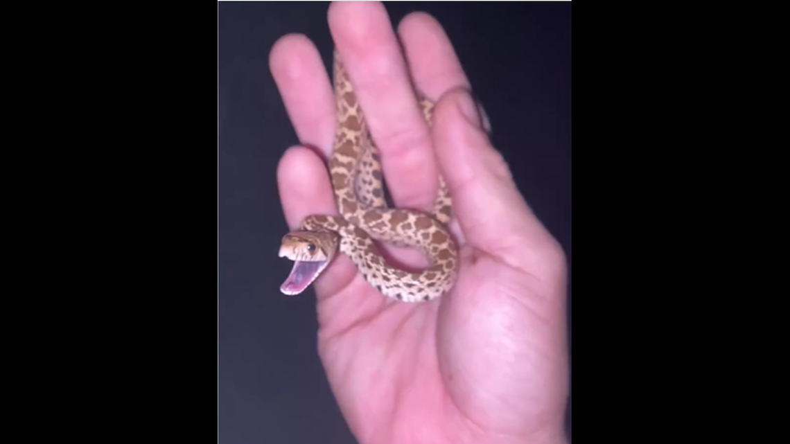 Video shows small Arizona gopher snake produced very big hissing sounds when trying to intimidate a snake catcher.