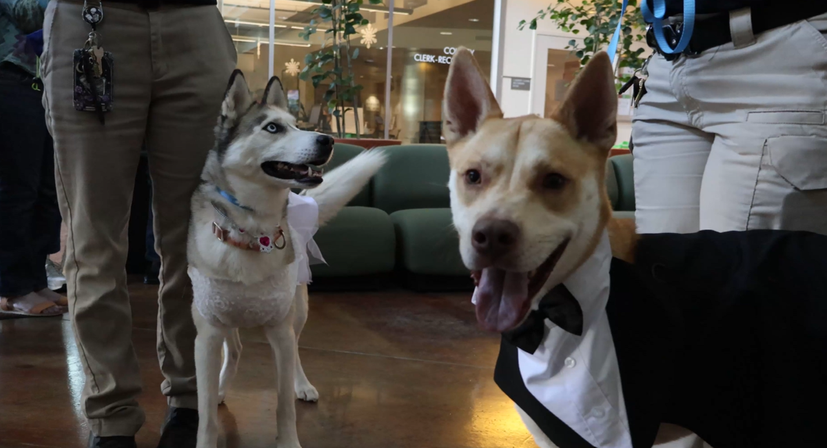 Two San Luis Obispo County strays tied the knot during a staged express marriage ceremony on Feb. 6, 2026.