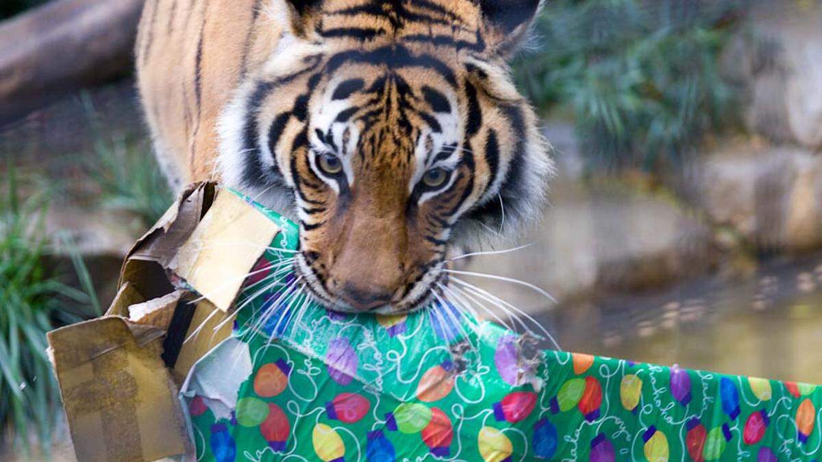 Animals at Charles Paddock Zoo were given Christmas presents in 2012 with special treats and toys inside, much to the delight of visitors.