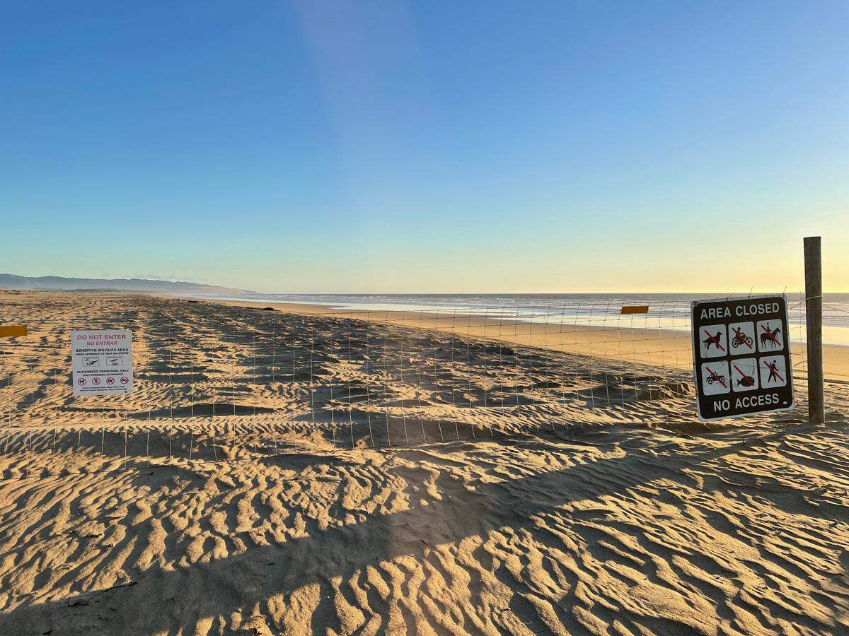 Fences surrounding a 300-acre snowy plover and California least tern exclosure at Oceano Dunes State Vehicular Recreation Area were put back up a week after they were taken down.