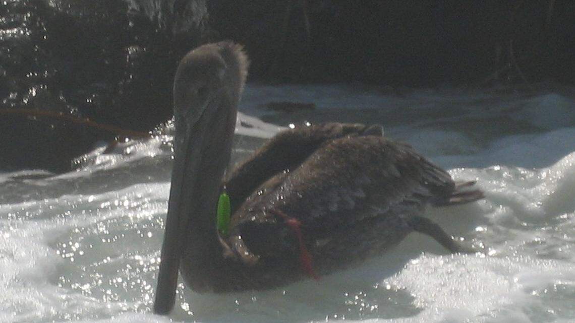 Pacific Wildlife Care does 'heroic' work. Here's how you can help