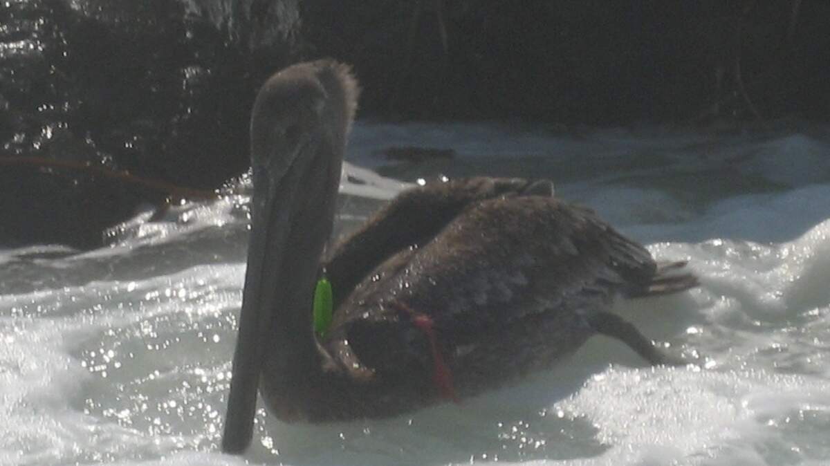 This Brown Pelican had fishing line around it and fishhooks embedded in its body. It was rescued by PWC volunteers, rehabbed, and returned to the wild.
