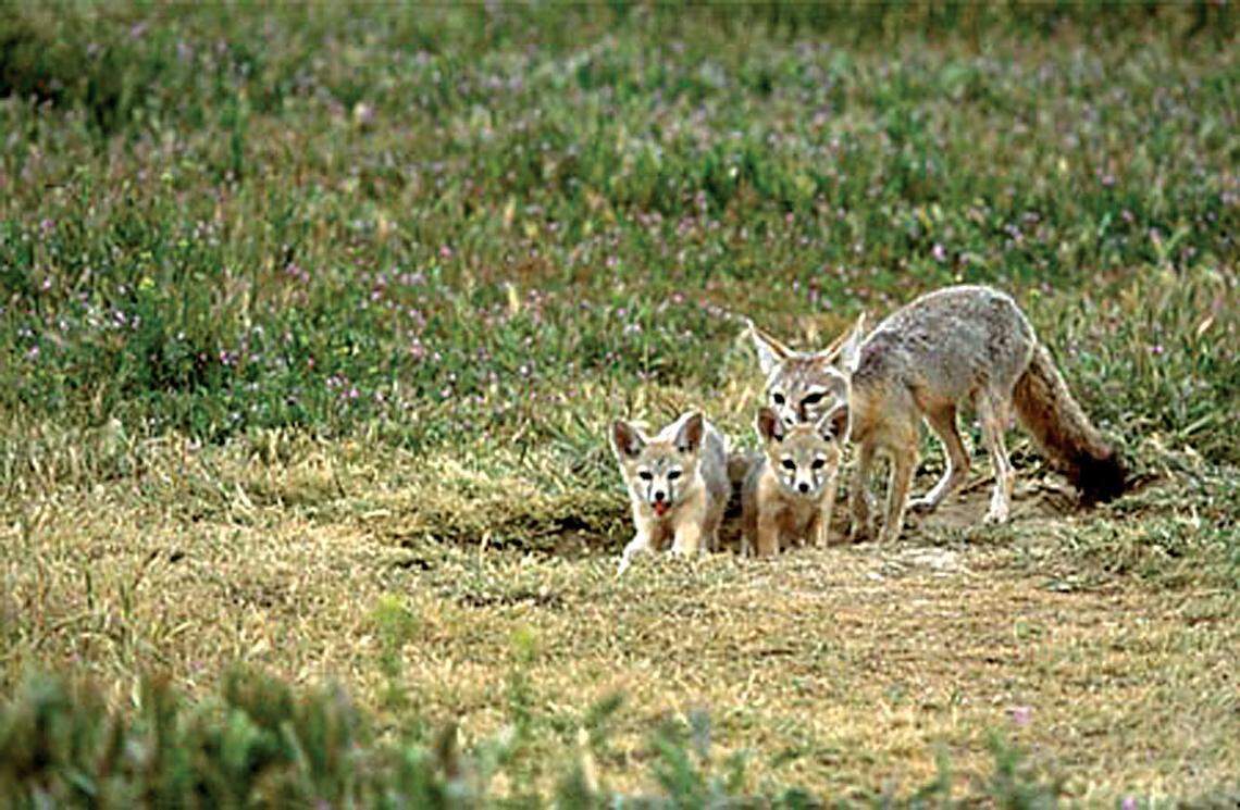 Los Padres ForestWatch and the Center for Biological Diversity challenged the approval of a new oil well in Carrizo Plain National Monument, saying that the well and pipeline would harm threatened species in the area like the endangered San Joaquin kit fox, seen here. The application to drill the new well expired in May 2022, and owner/operation E&B Natural Resources Management Corp. did not renew. In August 2022, the government also agreed to plug and abandon 11 idle wells at the monument.