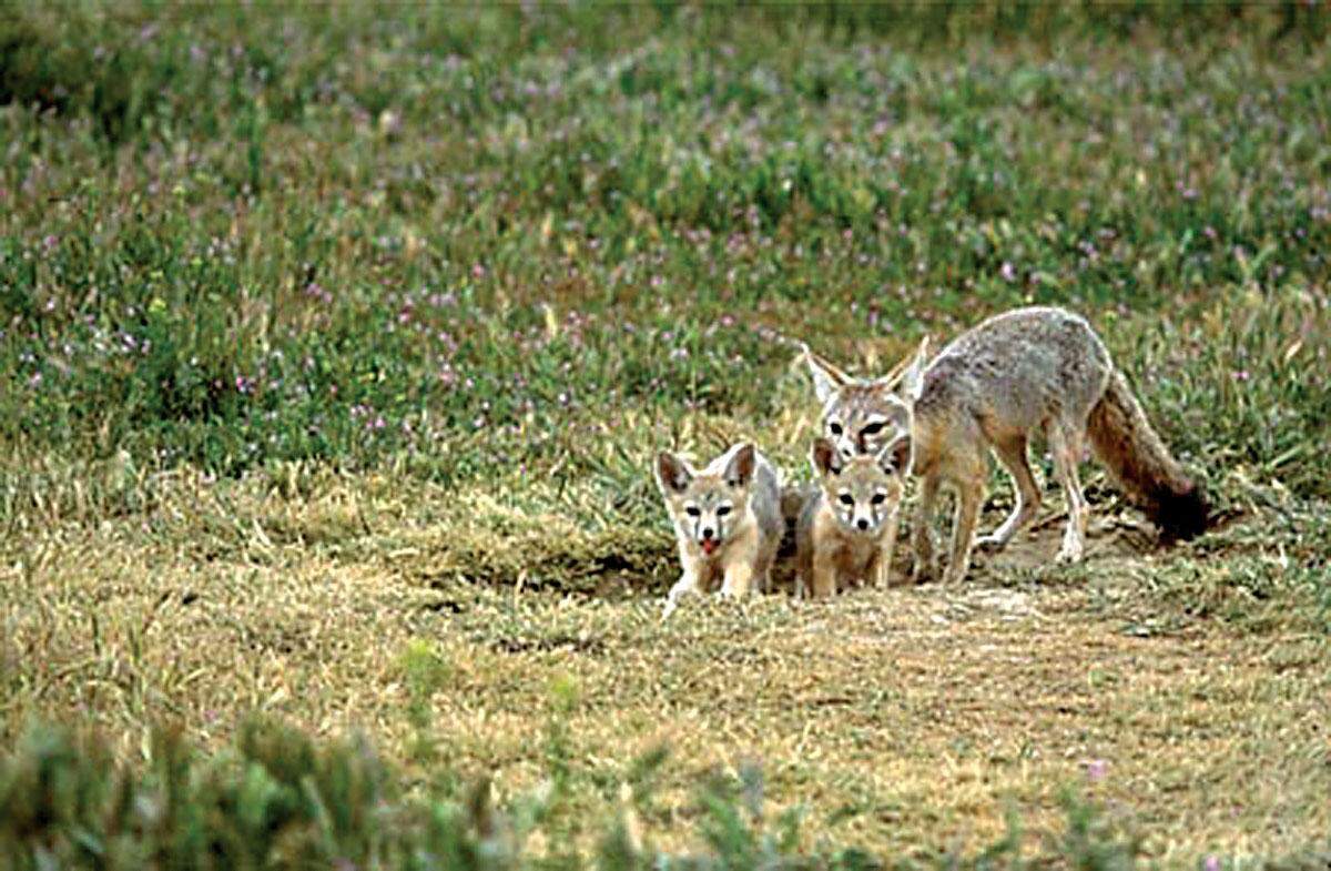 Los Padres ForestWatch and the Center for Biological Diversity are challenging the approval of a new oil well in Carrizo Plain National Monument, saying that the well and pipeline would harm threatened species in the area like the endangered San Joaquin kit fox, seen here.