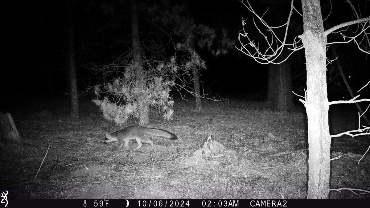 A wildlife-tracking camera caught this nighttime image in 2024 in Cambria’s Strawberry Canyon preserve for Greenspace as part of a national Snapshot USA survey.
