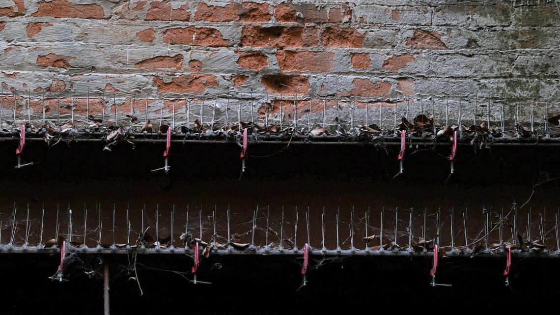 Pigeons living in the tunnel below downtown San Luis Obispo dropped feces in the creek, contributing to unsafe bacteria levels in the water. The city installed spike strips in the tunnel to discourage the birds from nesting over the creek, seen here on Oct. 28, 2024.