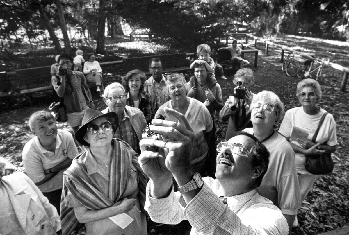 Young and old are fascinated as Dick Simpson shows the legs the monarch keeps tucked next to its body, and finds the flexible proboscis it uses to slurp nectar. Pismo Beach butterfly grove has long been a destination for monarch butterflies, and those who study, photograph or watch in wonder. David Middlecamp published 12-23-1989