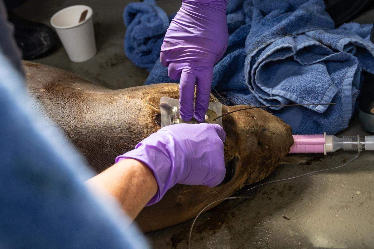Veterinary experts at The Marine Mammal Center’s hospital and visitor center in Sausalito, California, carefully place a post-release tracking tag on the head of a northern elephant seal pup as part of an Avian Influenza vaccine trial on Aug. 27, 2025.