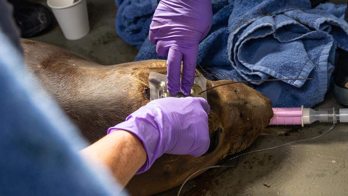 Bird flu is threatening endangered seals. CA elephant seals might be able to help