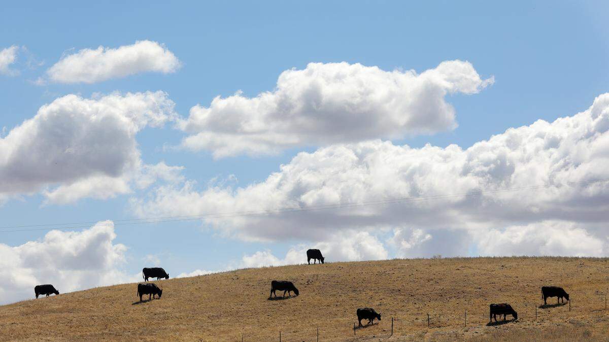 Cattle graze on a hillside on a ranch near Shandon, in San Luis Obispo County.