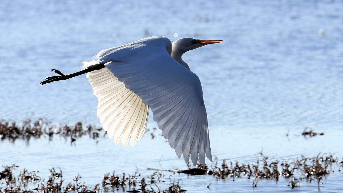 Even birds, like this great egret, are impacted by air density.