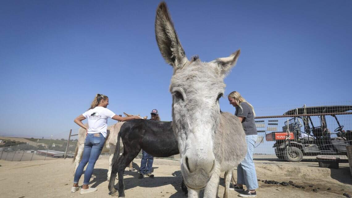 Paso Robles sanctuary has been rescuing horses for 35 years. Here’s a look
