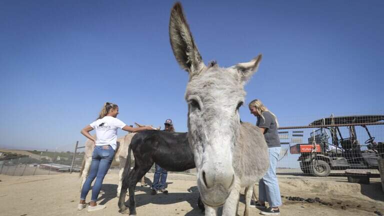 Paso Robles sanctuary has been rescuing horses for 35 years. Here’s a look