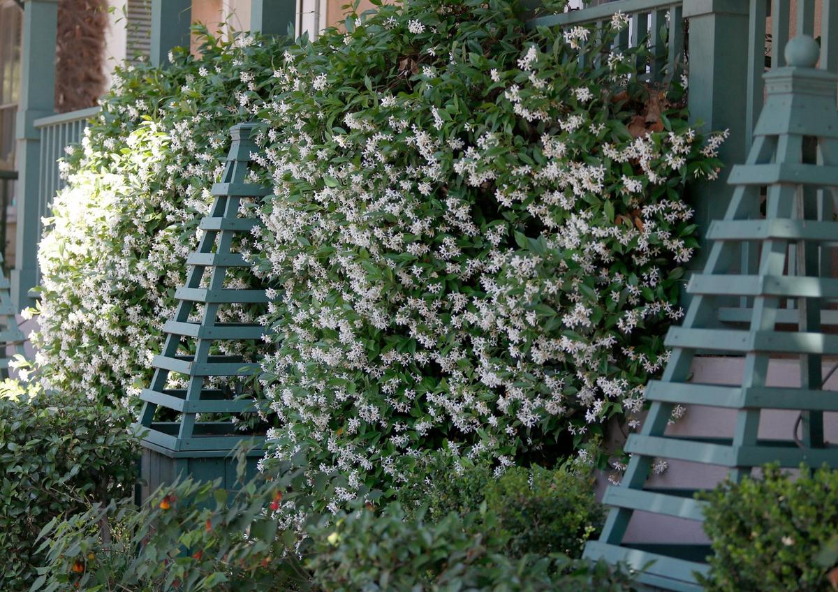 Fragrant star jasmine in full bloom drapes this banister on a business on the 400 block of Marsh Street in San Luis Obispo.,