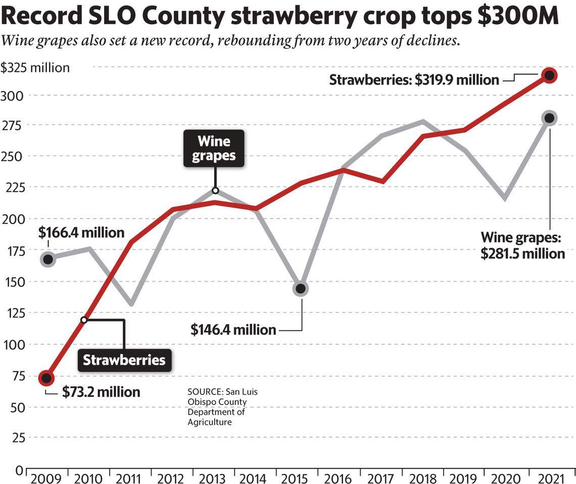 grapes vs. berries 2021