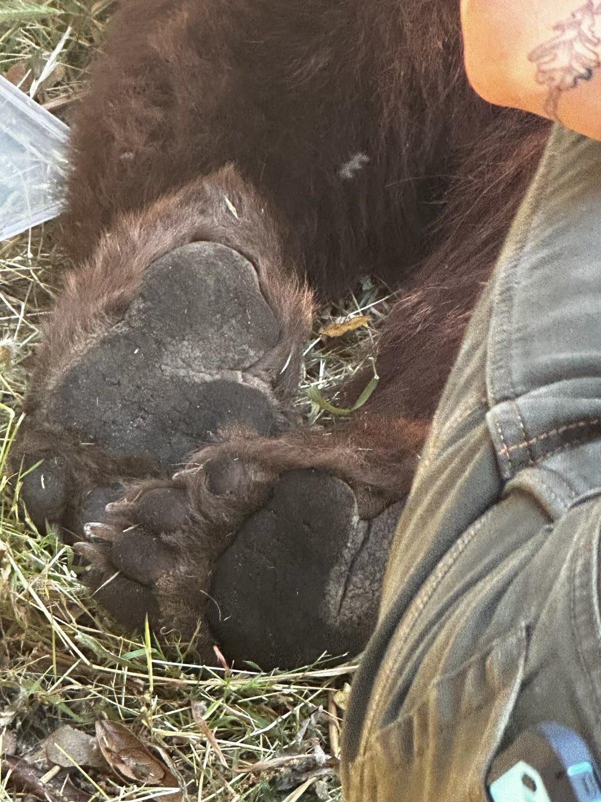 A bear found wandering in downtown San Luis Obispo on June 4, 2024, was tranquilized and relocated from the area without incident, police said.