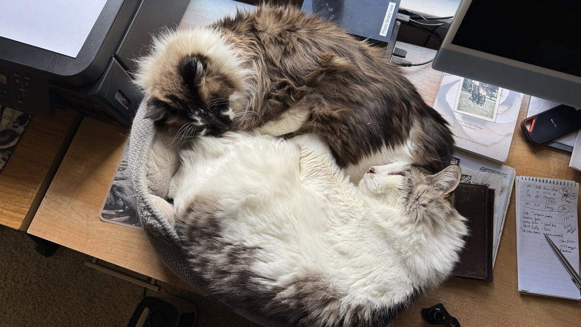 Who is the cutest cat in San Luis Obispo County? Vote now in The Tribune’s pet poll.