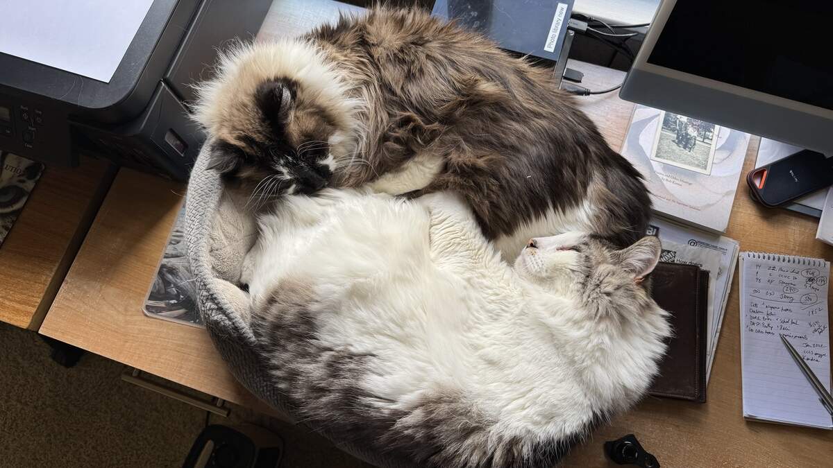 Who is the cutest cat in San Luis Obispo County? Vote now in The Tribune’s pet poll.