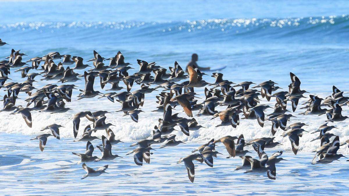Numerous birds coasting along the ocean shoreline.