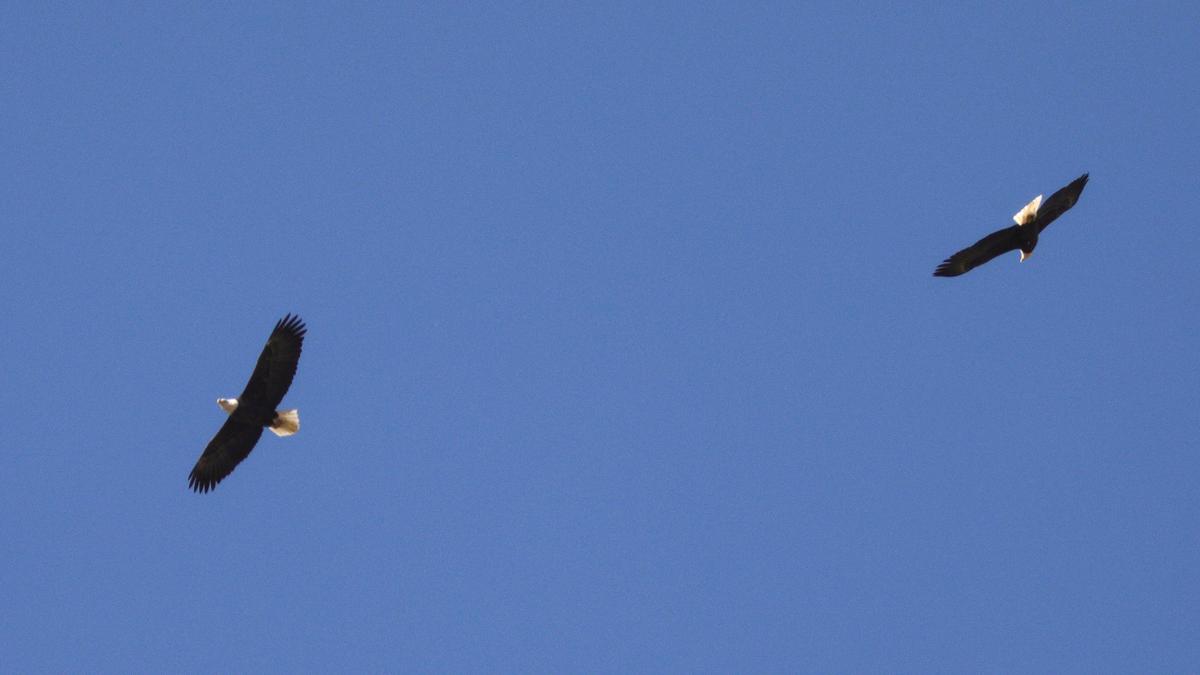 A pair of bald eagles glide on a thermal over the Salinas River in Atascadero.