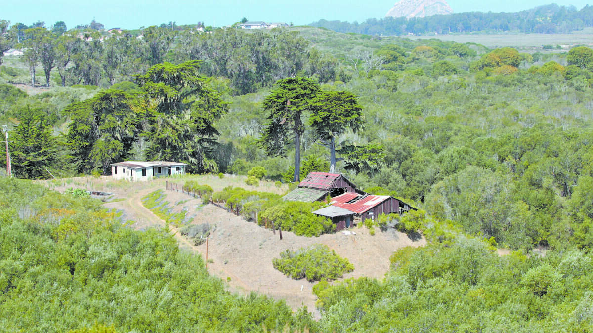 The 82-acre Morrissey Ranch near Los Osos, largely overgrown with willows, was recently acquired by the Coastal San Luis Resource Conservation District to preserve habitat and to catch sediment before it reaches Morro Bay.