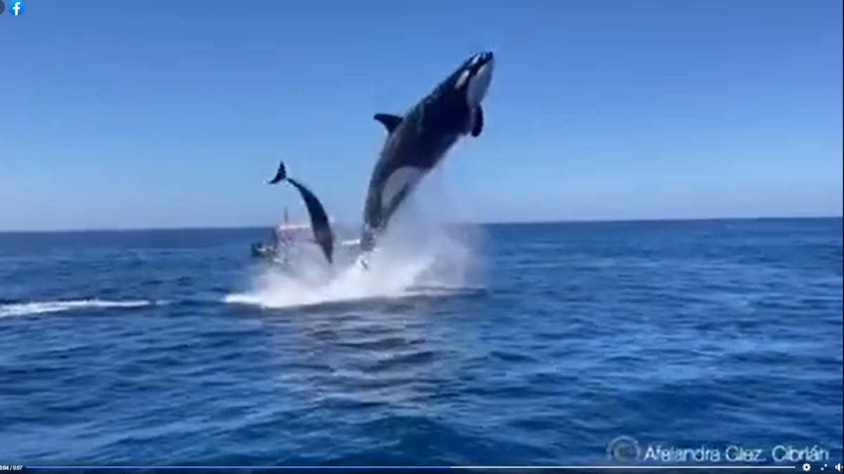 Afelandra Glez Cibrián recorded the moment a dolphin jumped out of the ocean and an orca came after it in the southern Gulf of Mexico.