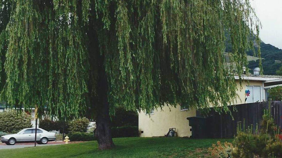 A young, all-female, pollen-free weeping willow tree in the yard of Bea and Guy Ingwerson at the corner of Craig and Patricia streets in San Luis Obispo.