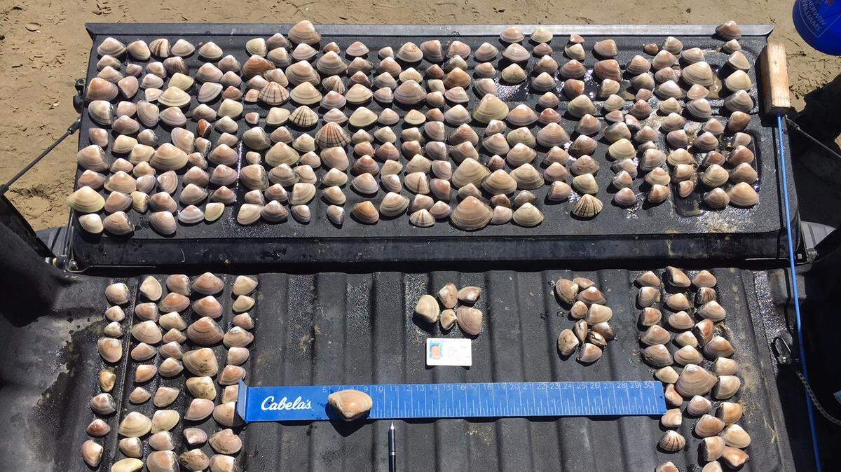 Hundreds of illegally harvested clams line the bed of a Fish and Wildlife pickup after a seizure in July.