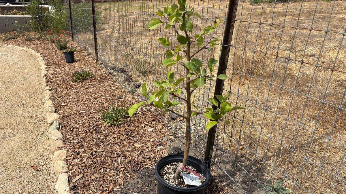 Fall is the best time to plant trees in San Luis Obispo. Join UC Master Gardeners’ workshop Sept. 20, 2025, for expert tips on planting, pruning, and tree care.