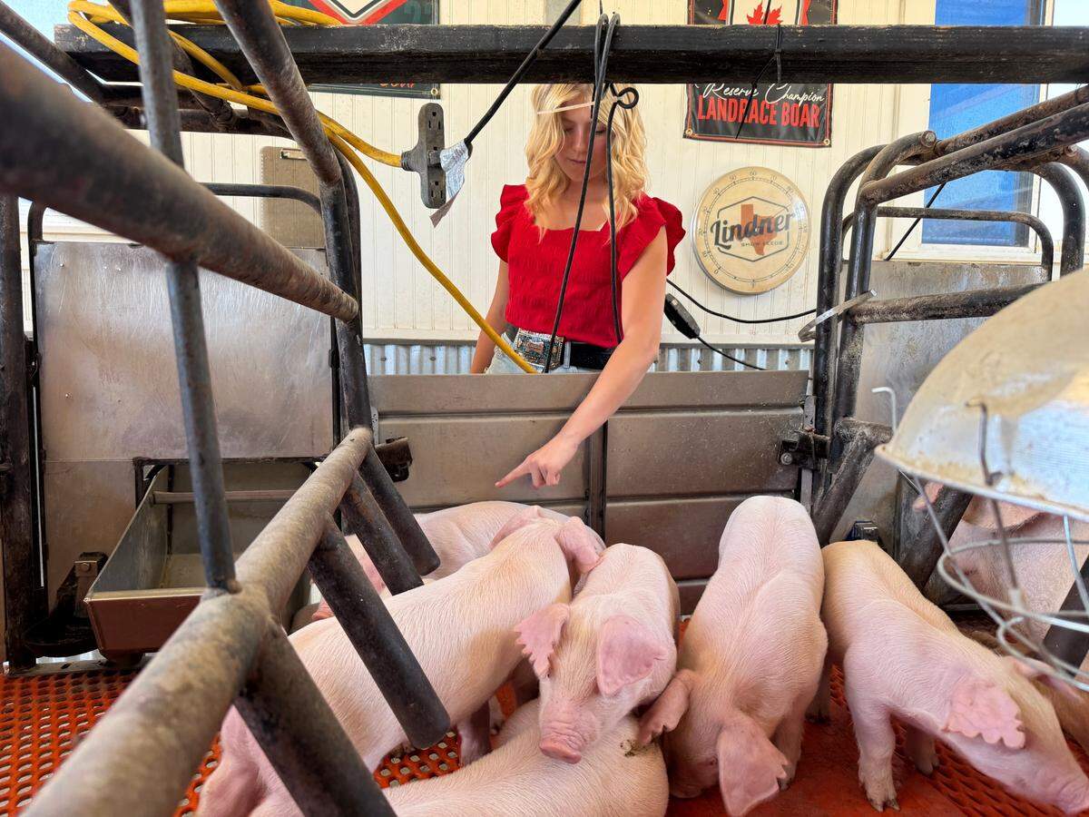 Karis Dadson points at month-old piglets at Dadson Farms on July 15, 2025.