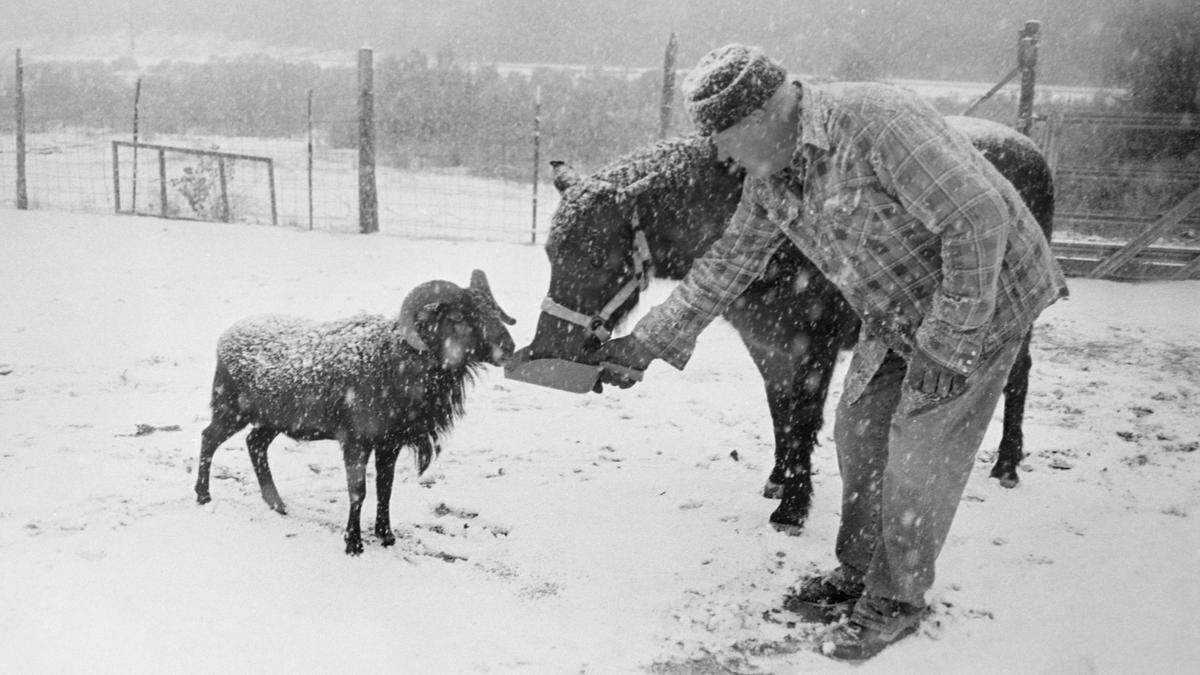 During the snowstorm on Dec. 15, 1988, Cal Abbott used a scooper to dish up food to a Barbados ram and a Welsh pony at the Weeping Willow Ranch on Nacimiento Road.