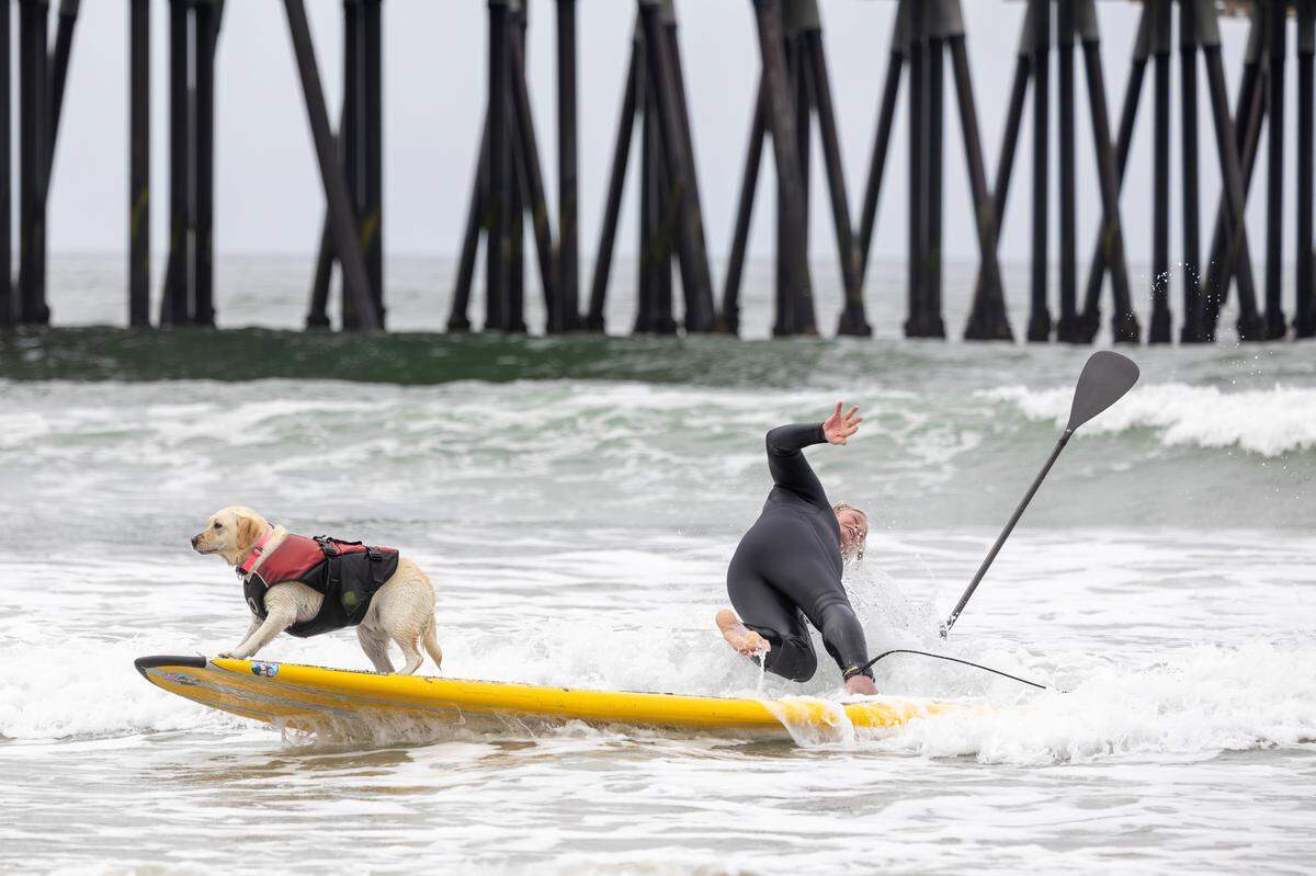 The World Dog Surfing Championships Exhibition Tour took over Pismo Beach on May 2, 2026. Labrador Pancho’s human helper takes a spill while the pup hangs on for a ride.